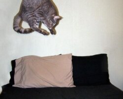 Приколы фото_30